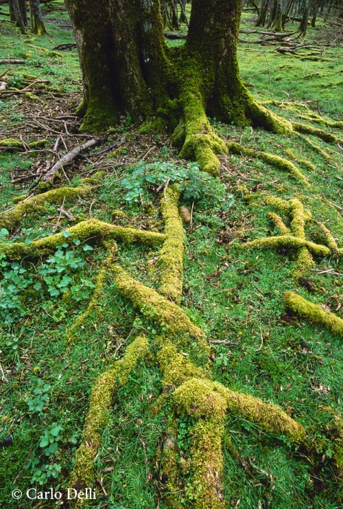 3/ - Natura di San Rossore. Creazioni. nel Parco di Migliarino, San Rossore, Massaciuccoli