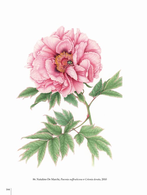 10/ - Arte botanica nel terzo Millennio. Botanical Art into the third Millennium <br>catalogo