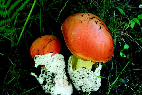 2/ - Amanita caesarea (ovolo buono)