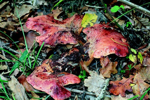 3/ - Fistulina hepatica (lingua di bue)