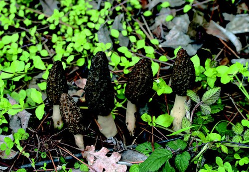 4/ - Morchella conica (spugnola)