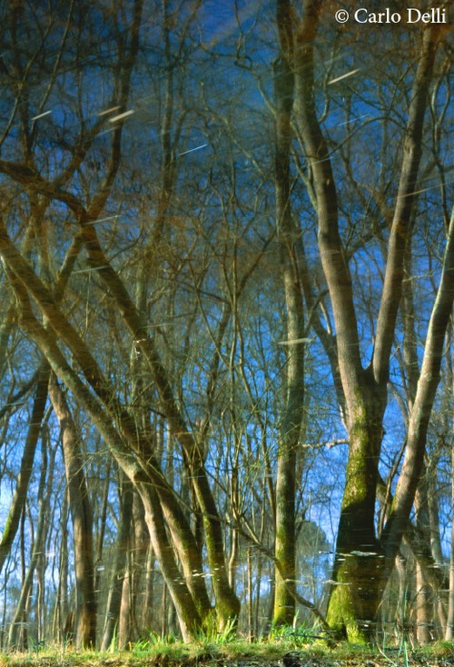 7/ - Natura di San Rossore. Creazioni. nel Parco di Migliarino, San Rossore, Massaciuccoli