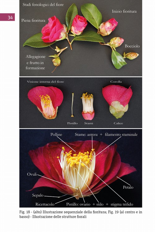 2/ - Antiche camelie della Lucchesia. Storia, botanica, cultura, agronomia, novit scientifiche e curiosit