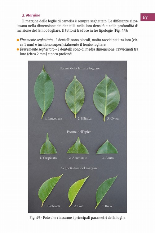 4/ - Antiche camelie della Lucchesia. Storia, botanica, cultura, agronomia, novit scientifiche e curiosit