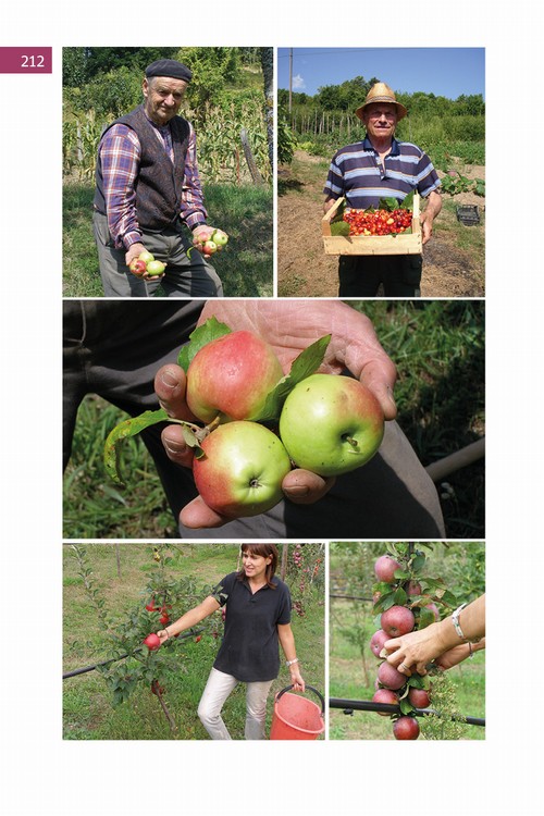 2/ - Alla riscoperta della frutta antica del Casentino. Un patrimonio agroalimentare di alto pregio genetico, culturale ed economico