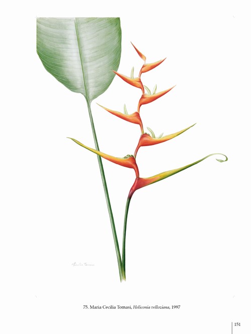 8/ - Arte botanica nel terzo Millennio. Botanical Art into the third Millennium <br>catalogo