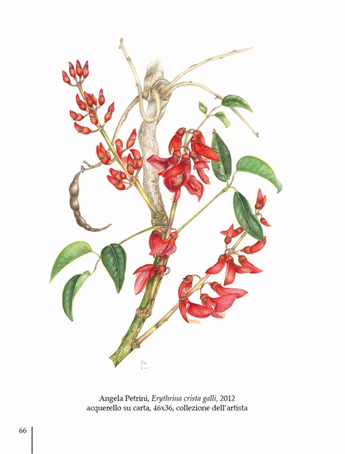 6/ - Arte botanica in Italia oggi. Botanical Art in Italy today