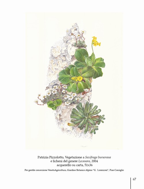 7/ - Arte botanica in Italia oggi. Botanical Art in Italy today