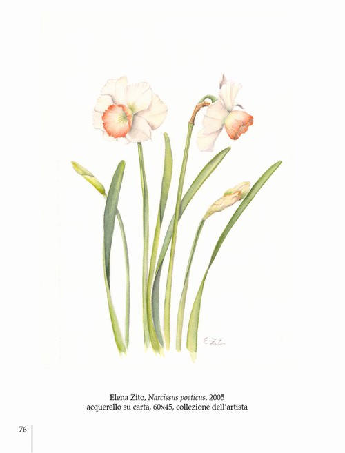 9/ - Arte botanica in Italia oggi. Botanical Art in Italy today