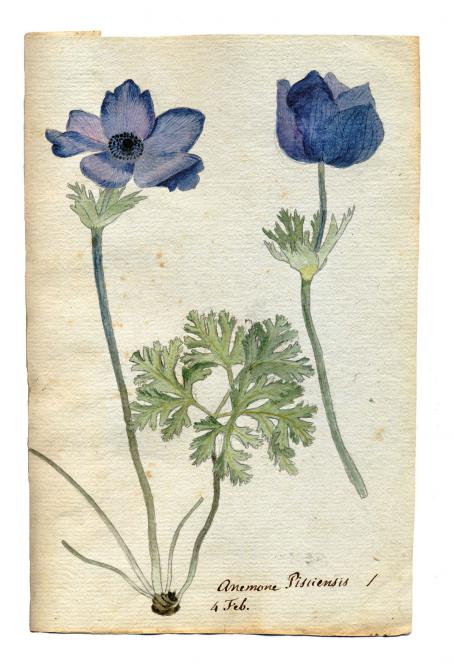 3/ - Anemone coronaria