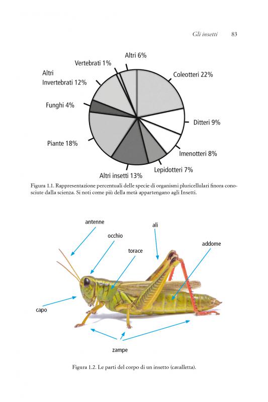 3/ - Entomoterapia. Gli insetti come farmaci