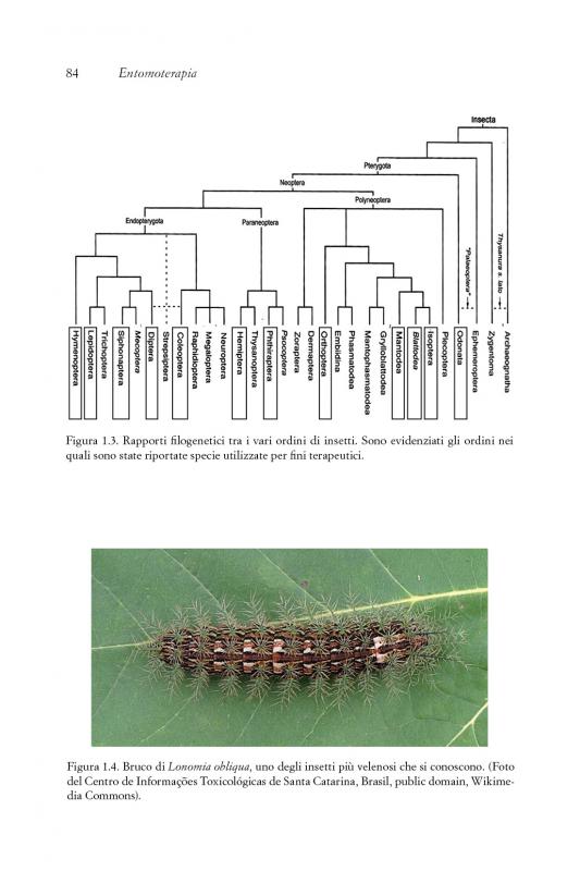 4/ - Entomoterapia. Gli insetti come farmaci